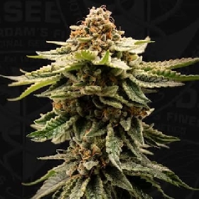 CandyBelt > T.H. Seeds